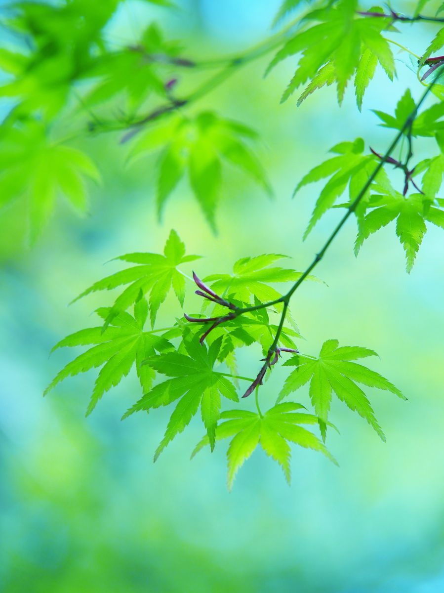 翠のそよぎ 植物 草 葉 芽 Ganref