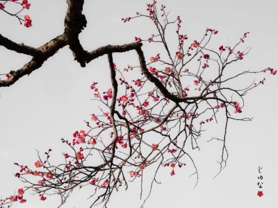 端麗白梅図。 | GANREF