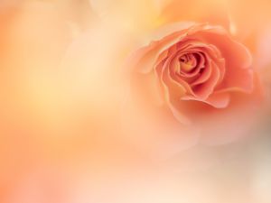 薔薇の写真2024 | “お題”の写真をみんなで投稿しよう！ | GANREF