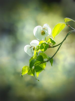 みんなが撮影した花水木（ハナミズキ）の写真 | GANREF