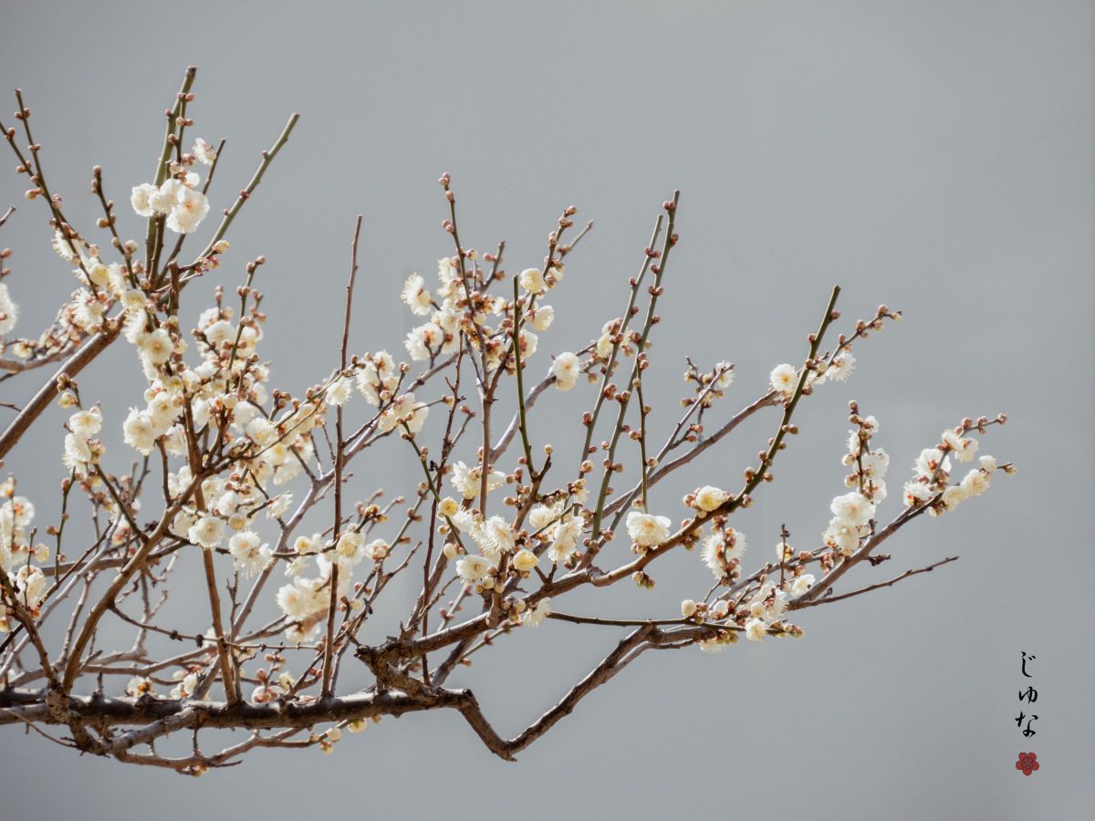 MDAwMDAyNDg3NA_MC42MDY5NTUwMCA