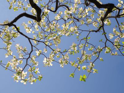 ハナミズキ　⭐️ 白花　⭐️ 花付き　4.26撮影 みんなが撮影した花水木（ハナミズキ）の写真 | GANREF