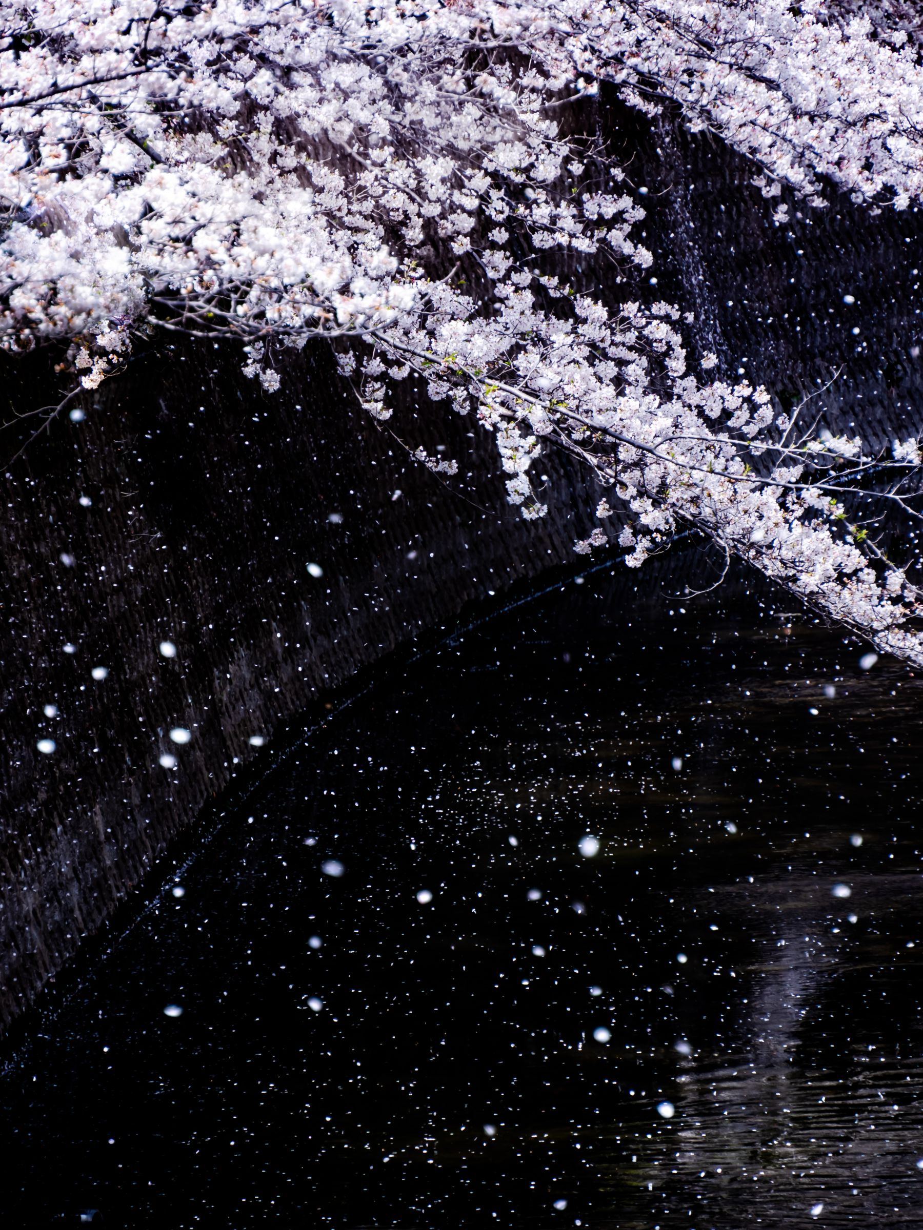 桜雪華。 | GANREF