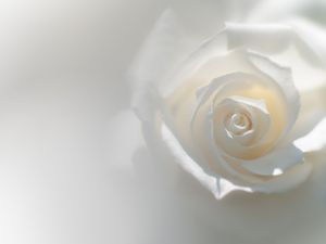 薔薇の写真2025 | “お題”の写真をみんなで投稿しよう！ | GANREF
