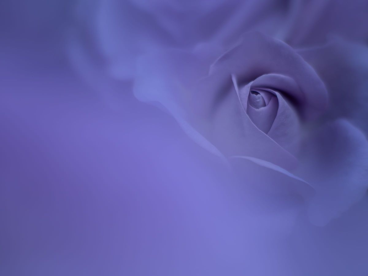 M.ZUIKO DIGITAL ED 75mm F1.8で撮影された写真 | 写真検索 | GANREF