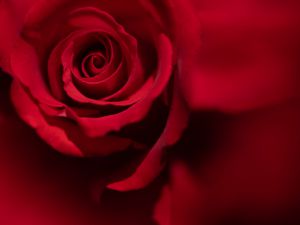 薔薇の写真2025 | “お題”の写真をみんなで投稿しよう！ | GANREF