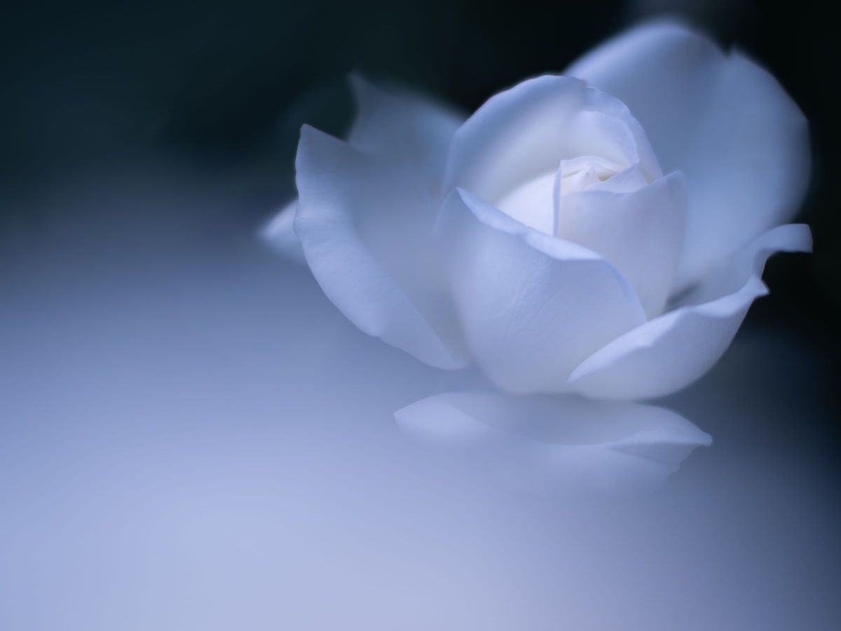 M.ZUIKO DIGITAL ED 75mm F1.8で撮影された写真 | 写真検索 | GANREF