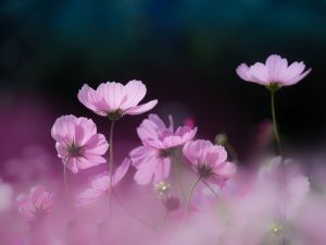 コスモスの写真2021 | “お題”の写真をみんなで投稿しよう！ | GANREF
