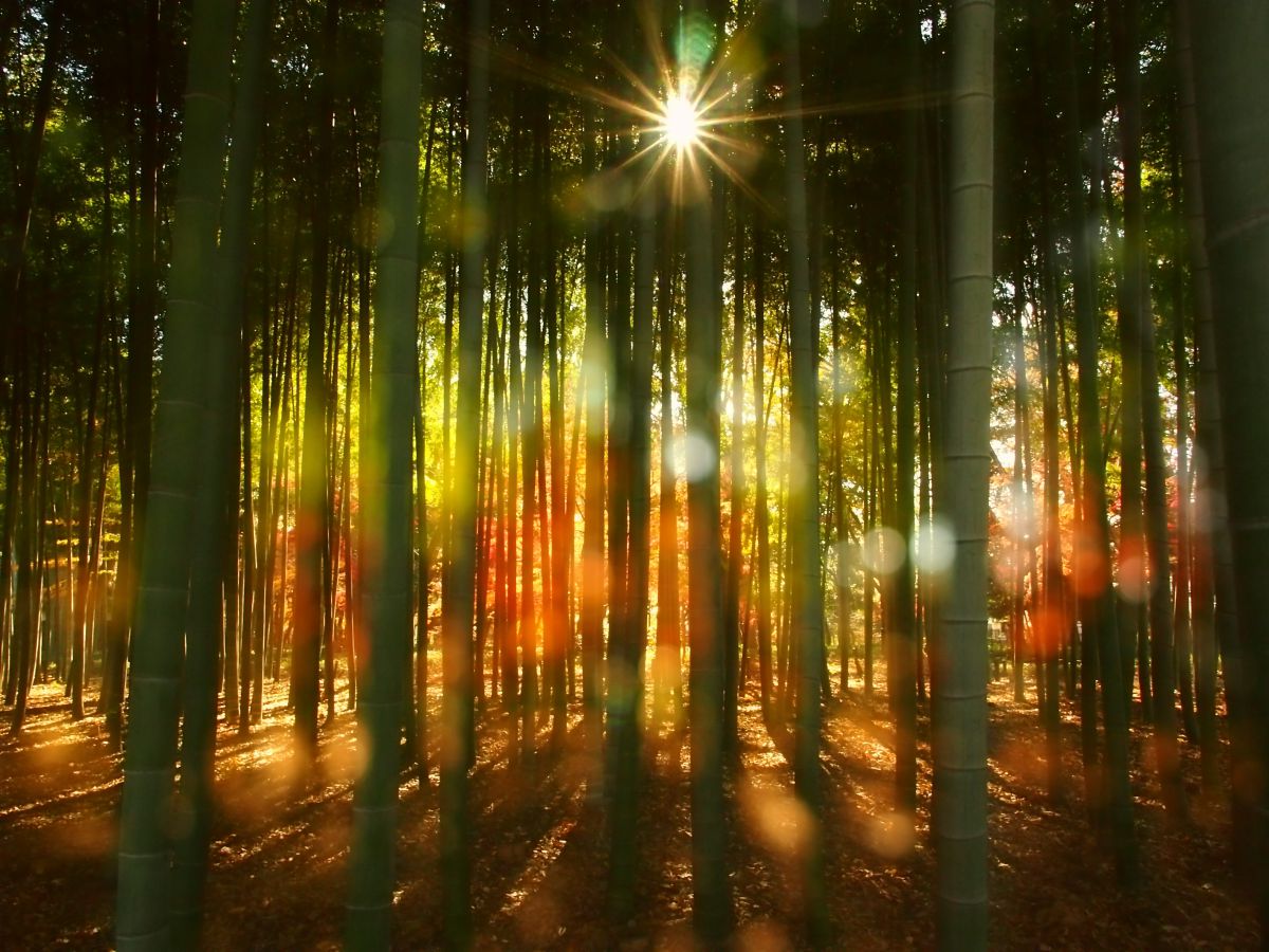 M.ZUIKO DIGITAL ED 12mm F2.0で撮影された写真 | 写真検索 | GANREF