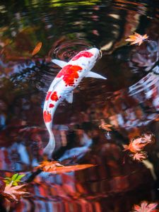 素晴らしい　緑の水中を泳ぐ鯉の美しい日本画 a1461502fdfc1f04112f187567c723