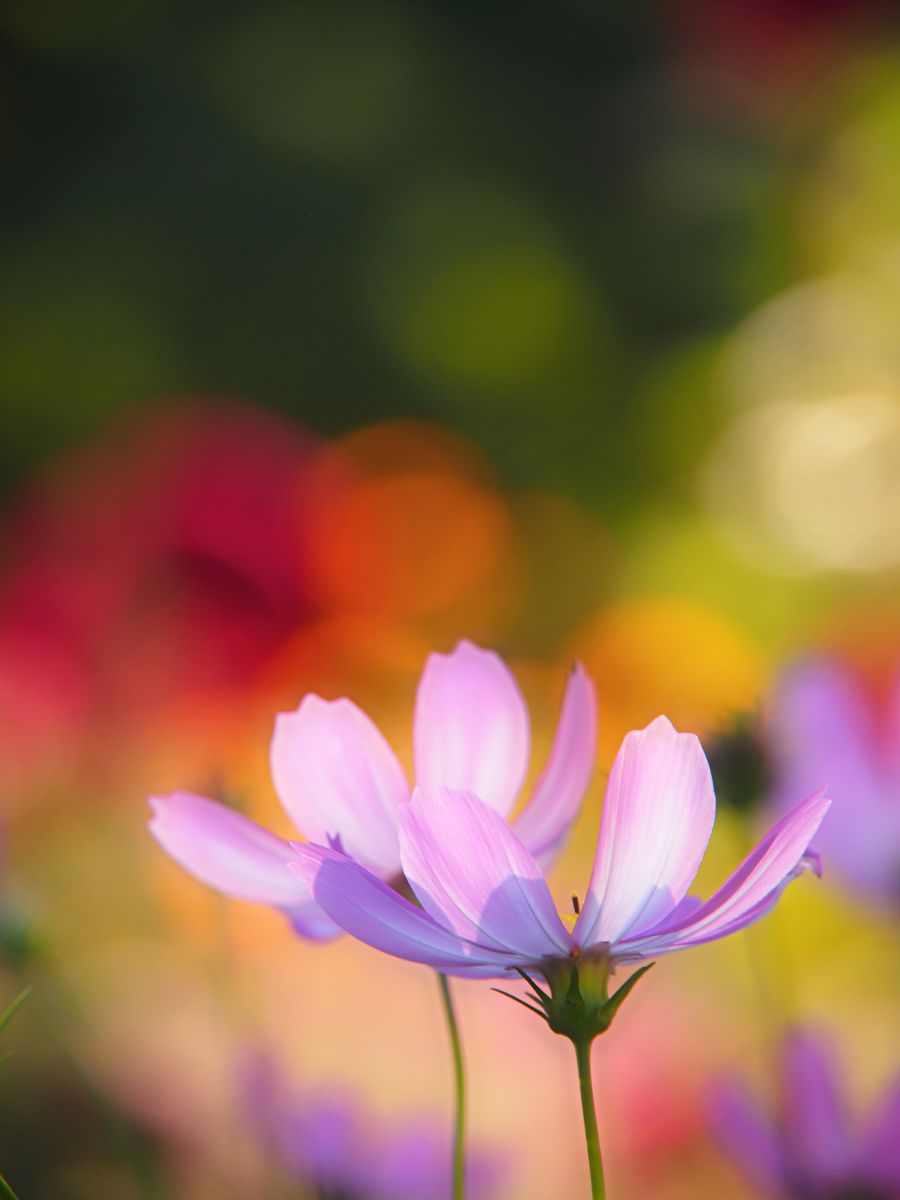 虹色の夢 植物 花 花びら Ganref