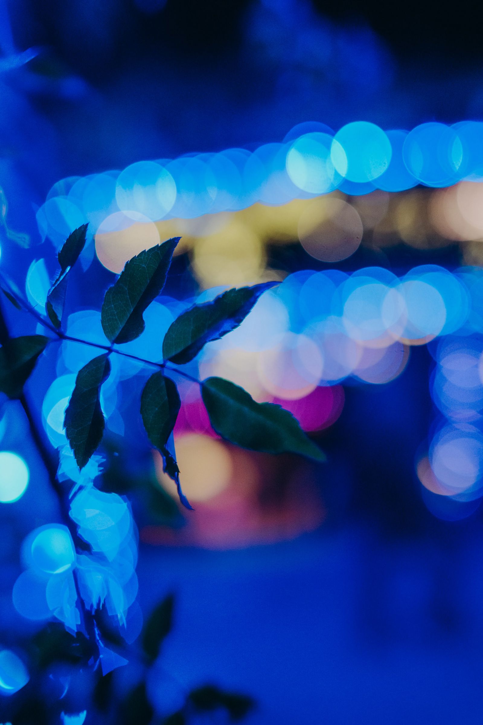 日光　静寂 静寂をまとう青い光 | GANREF