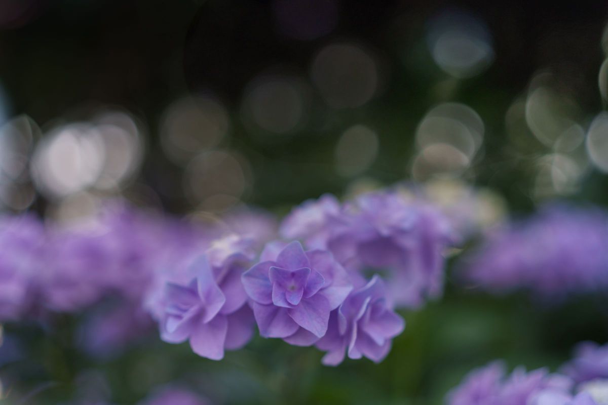 35mm F1.4 DG DN｜Artで撮影された写真 | 写真検索 | GANREF