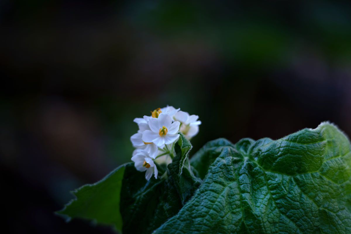 サンカヨウの花 | GANREF