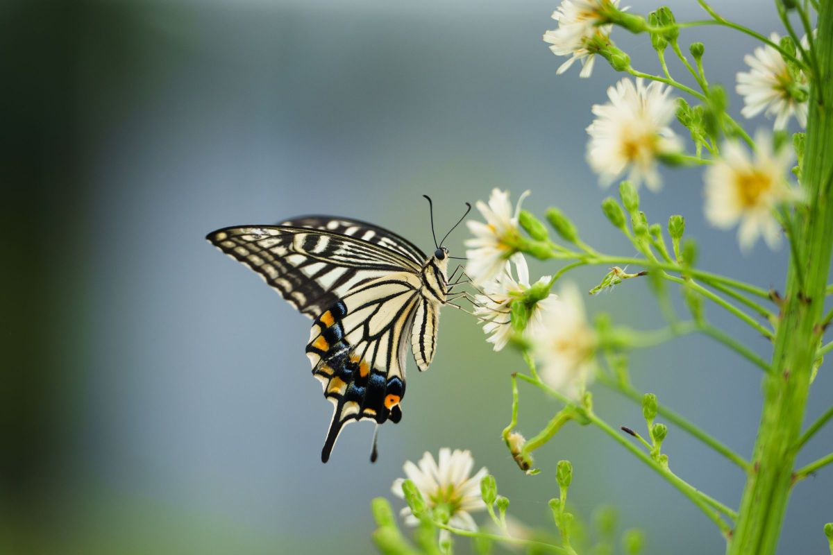 70-180mm F/2.8 Di III VC VXD G2で撮影された写真 | 写真検索 | GANREF