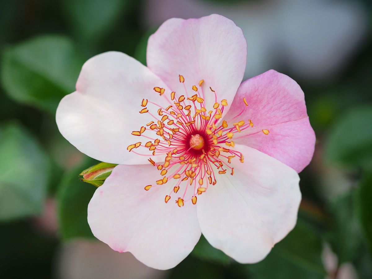 Pink Sakurina | GANREF