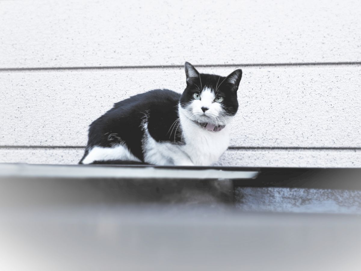 寄り目になっちゃう！  動物 ＞ 猫  GANREF