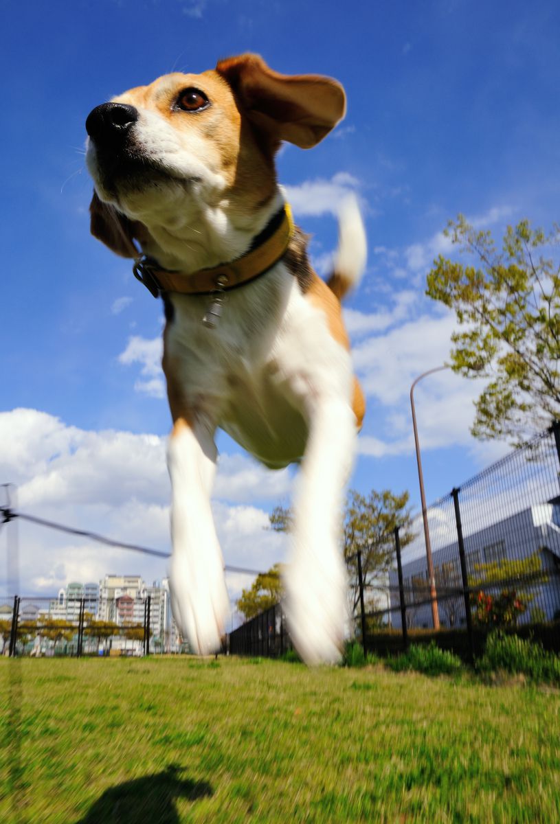飛躍 動物 犬 Ganref