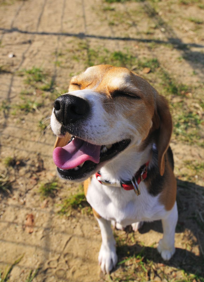 笑う犬 動物 犬 Ganref