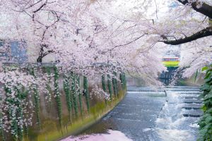 桜の枝　オフチンニコフ Amazon.co.jp: 桜の枝: ソ連の鏡に映った日本人 : フセヴォロド