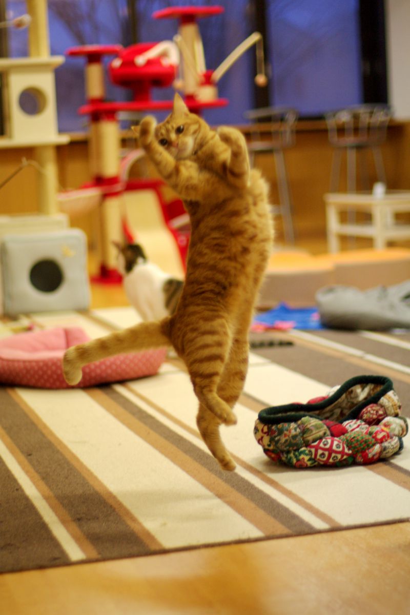ネコ、踊る  動物 ＞ 猫  GANREF