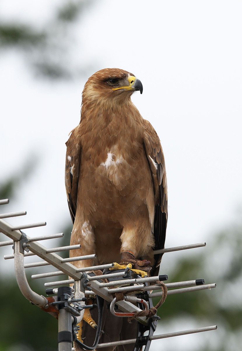 ソウゲンワシ 動物 鳥類 Ganref