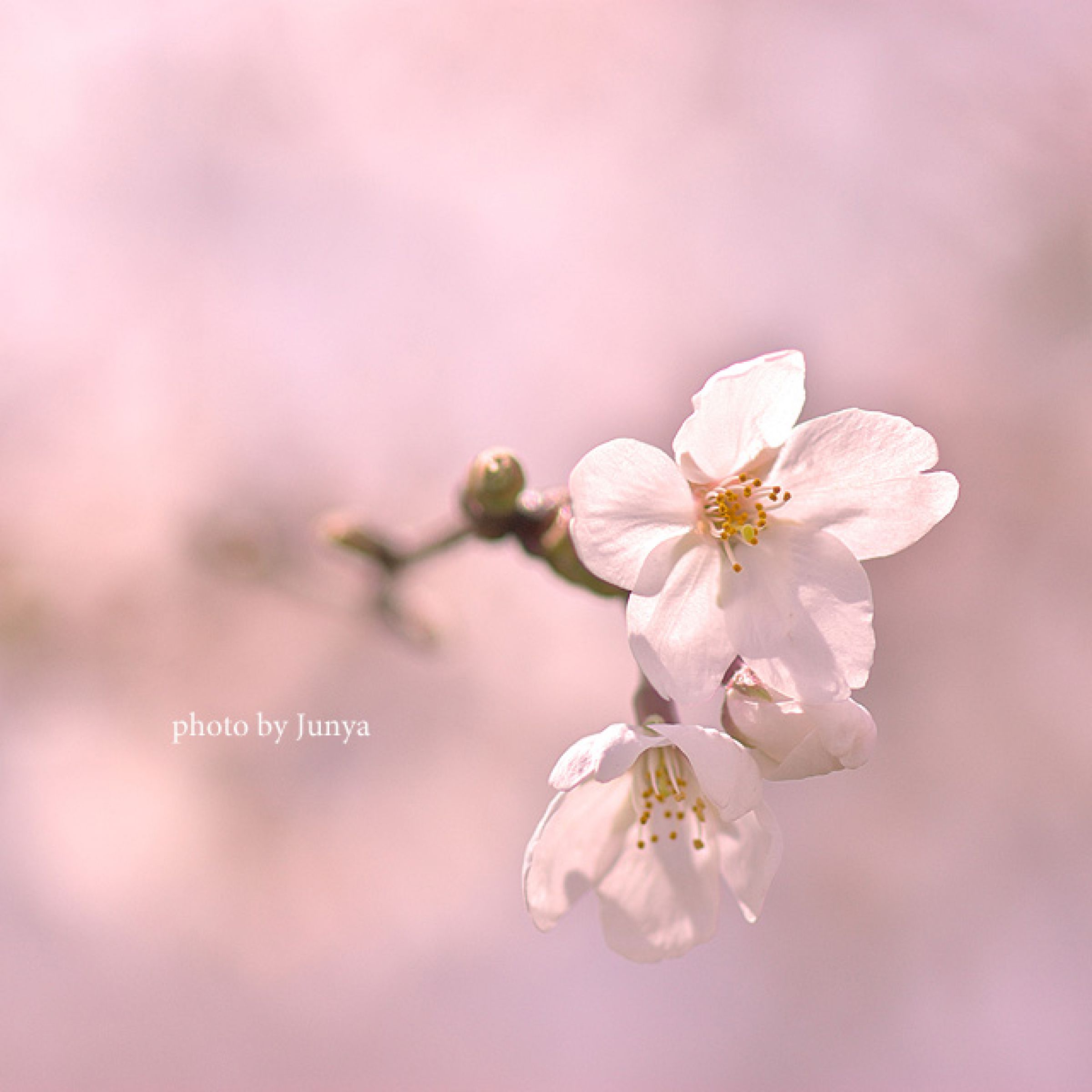 高品質 桜めのう カーネリアン 共生 フリーフォーム 浄化 癒し