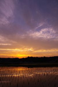 田んぼの夕焼け | GANREF