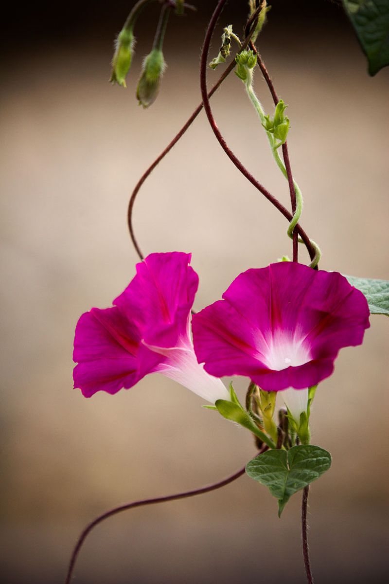 蕣花 植物 花 花びら Ganref