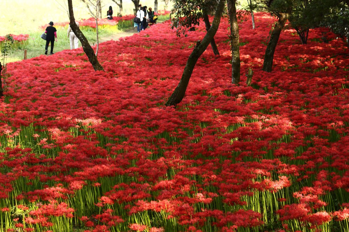 彼岸花畑 植物 花 花びら Ganref