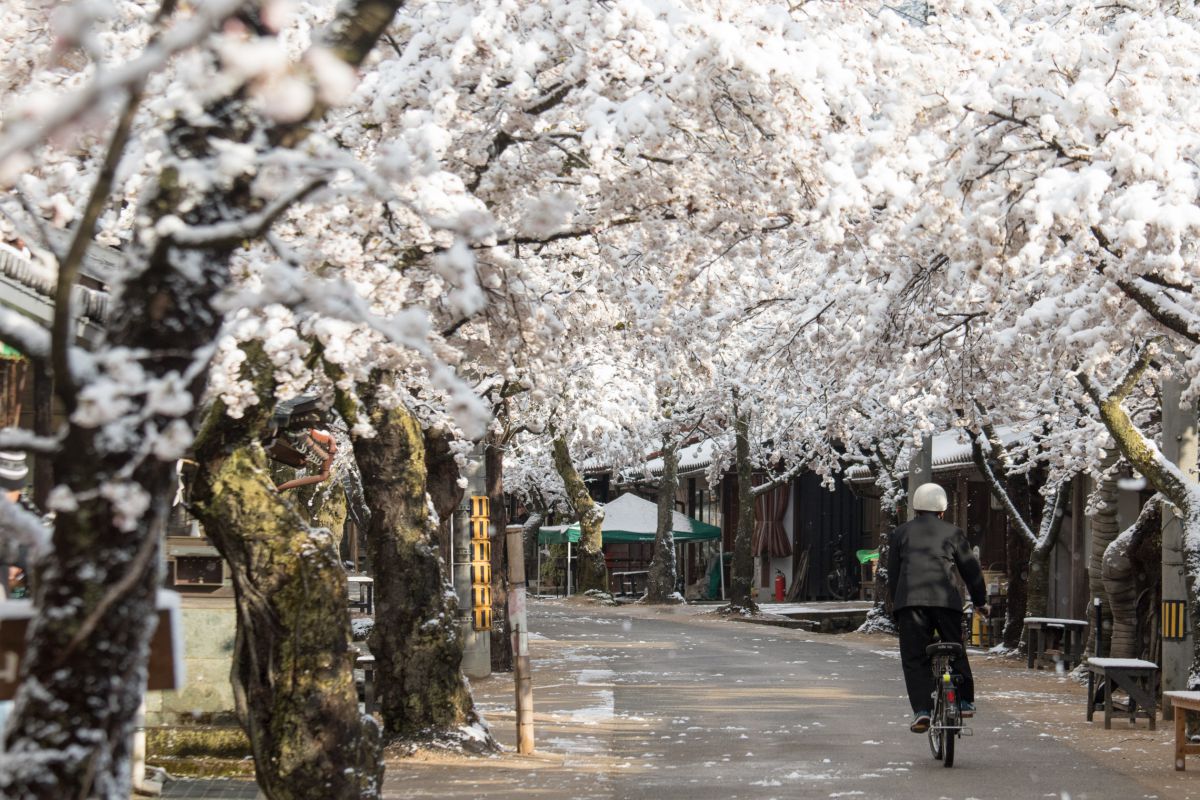 桜と雪と中学生 植物 桜 Ganref 桜と雪と中学生 植物 桜 Ganref