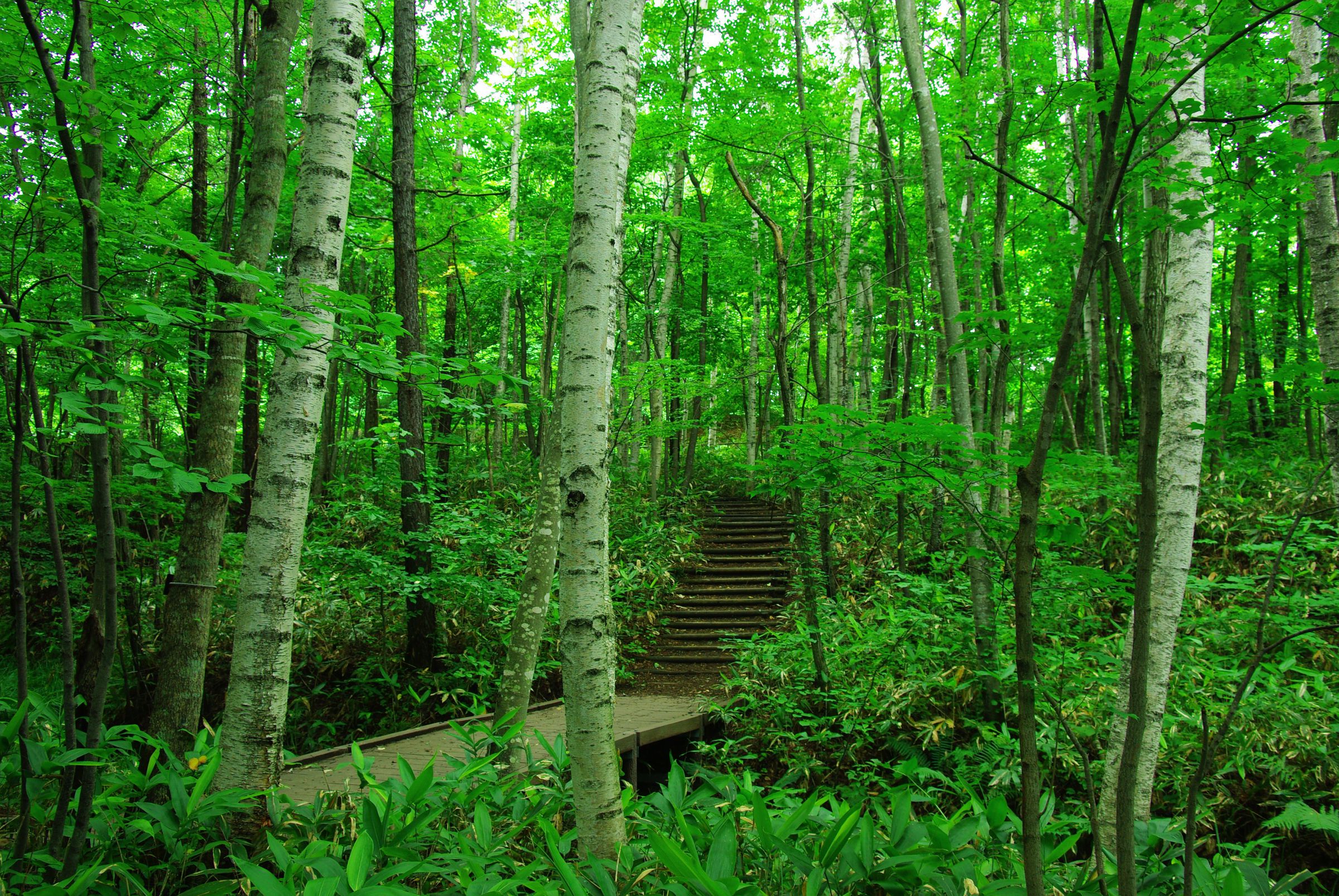 森の小道 | GANREF