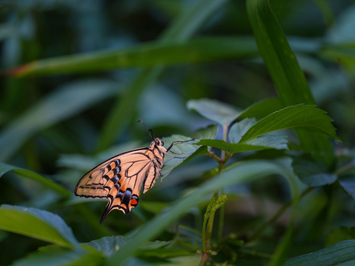 105mm F2.8 DG DN MACRO｜Artで撮影された写真 | 写真検索 | GANREF
