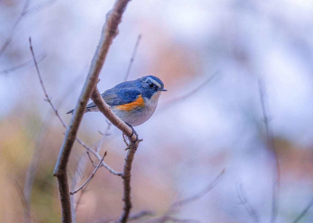 Winter Blue bird ～ | GANREF