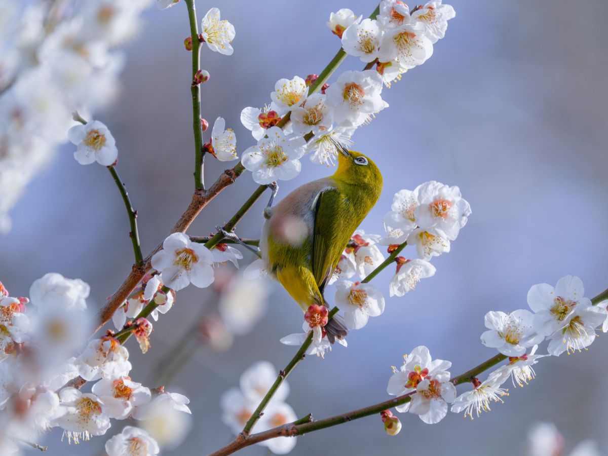 FE 200-600mm F5.6-6.3 G OSSで撮影された写真 | 写真検索 | GANREF