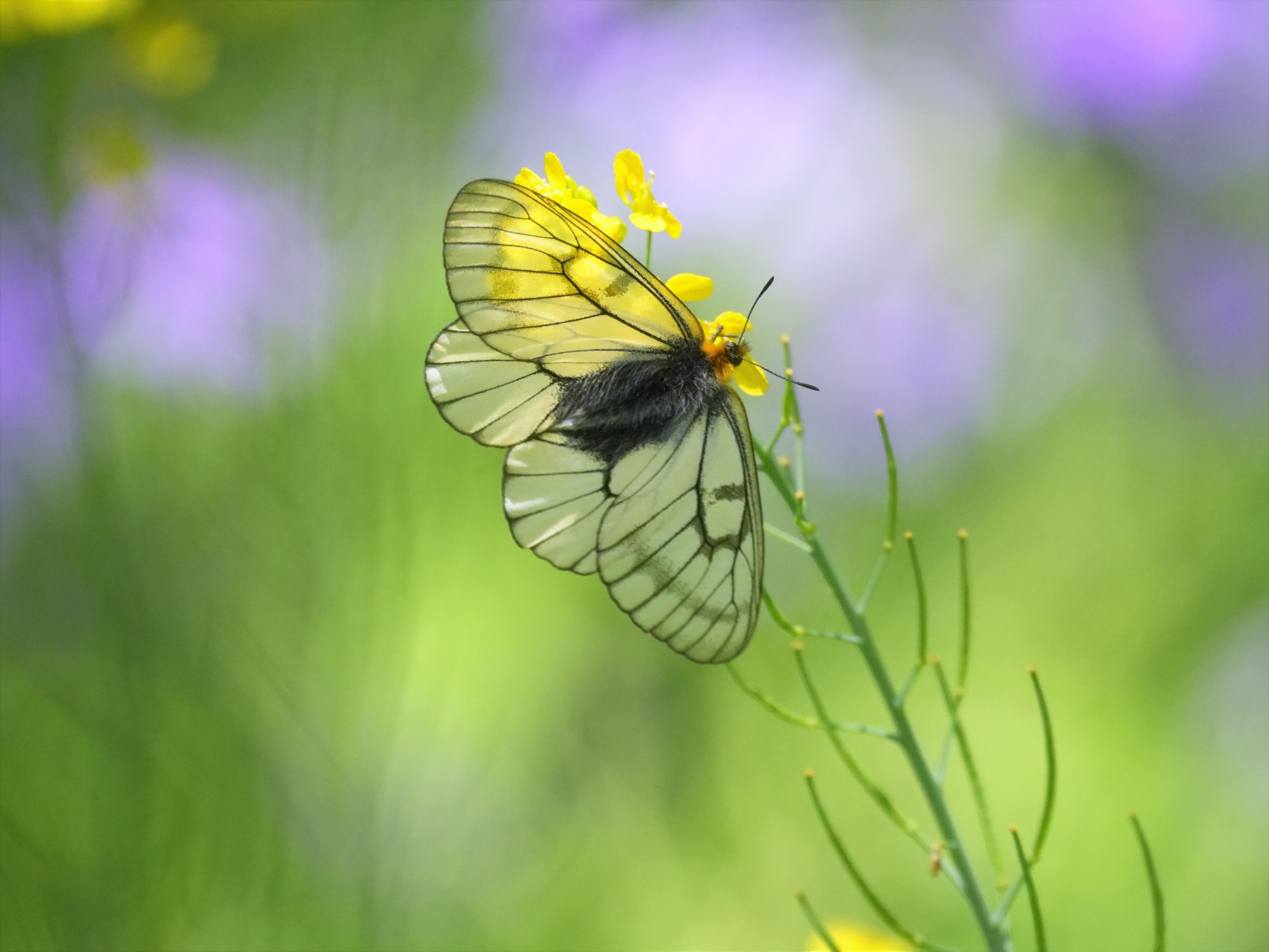 ハニングトンウスバシロチョウ （ウスバシロチョウ (Parnassius