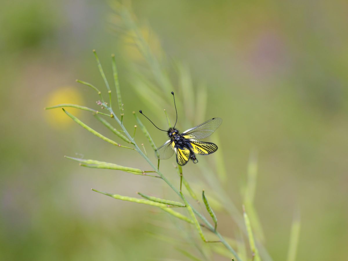105mm F2.8 DG DN MACRO｜Artで撮影された写真 | 写真検索 | GANREF