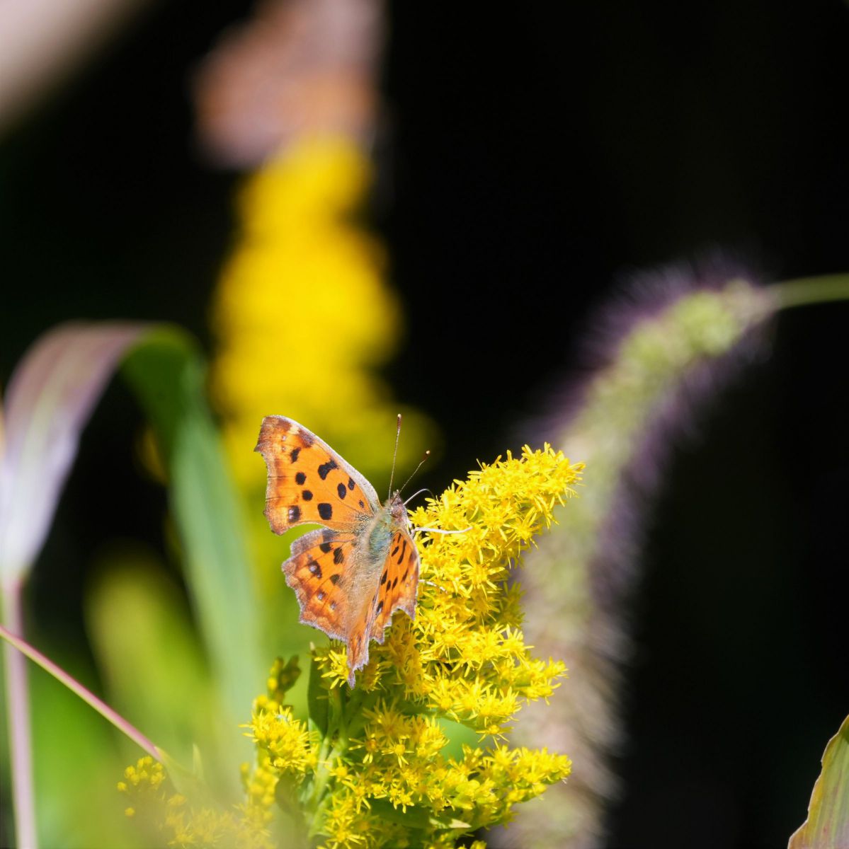 Autumn Yellow ～ | GANREF