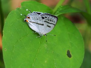 幸せの黄色いトンボ♡ | GANREF