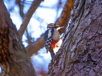 早朝の赤 | GANREF