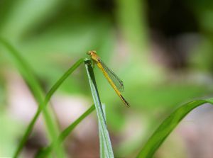 額つき❗しあわせのトンボ MDAwMDA2MTQxMA_MC4xMDI3NDIwMCA