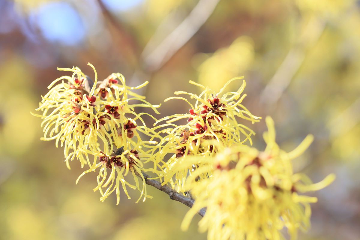 春の彩 マンサク 植物 花 花びら Ganref