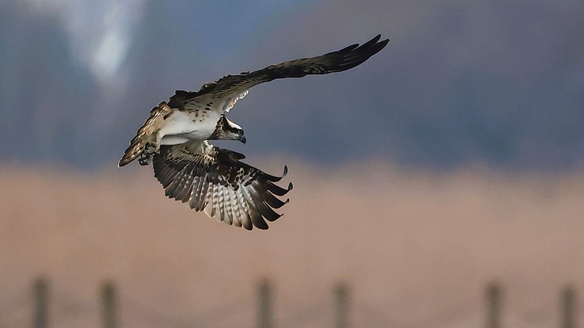 タラちゃんさんの写真一覧 | GANREF