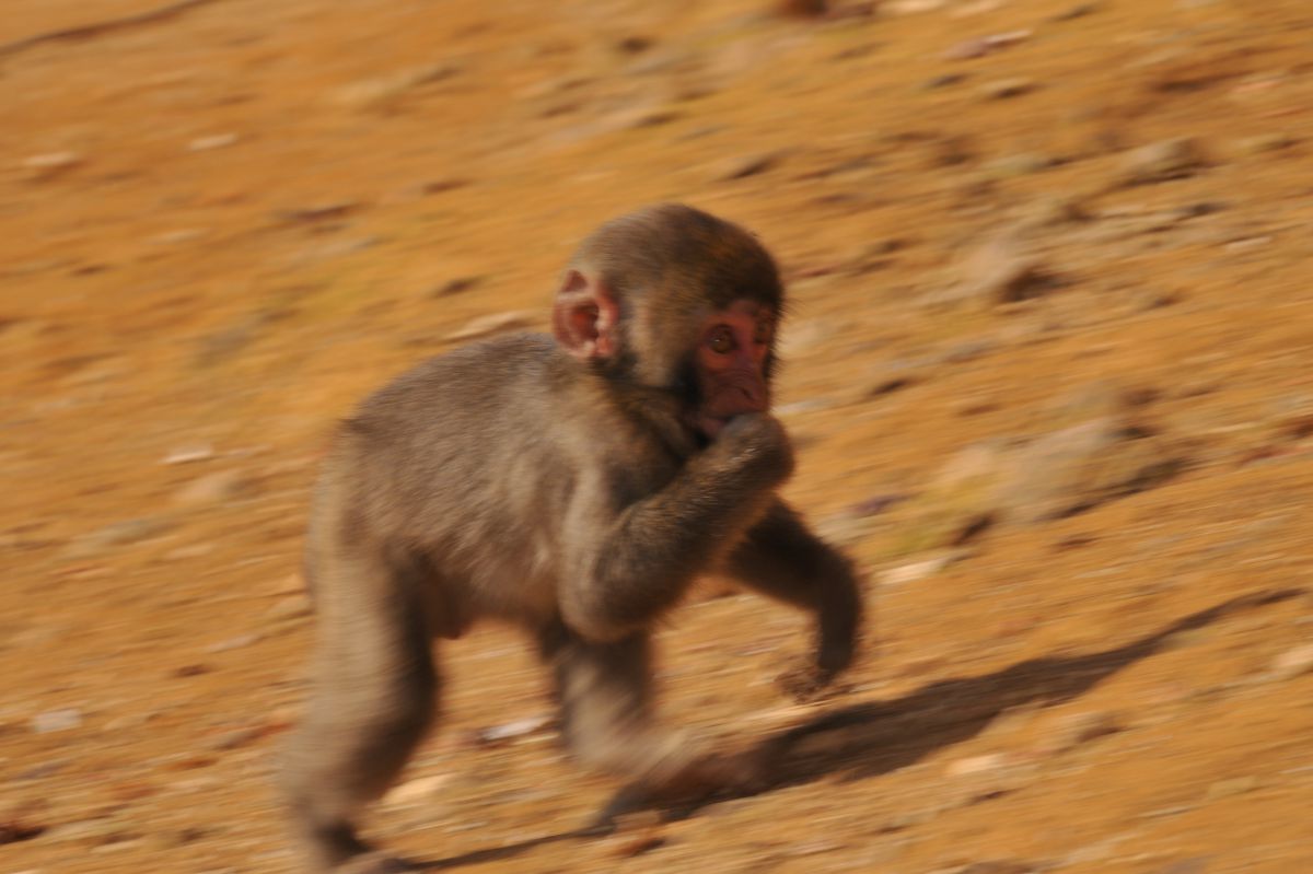 子ザル 動物 小動物 Ganref