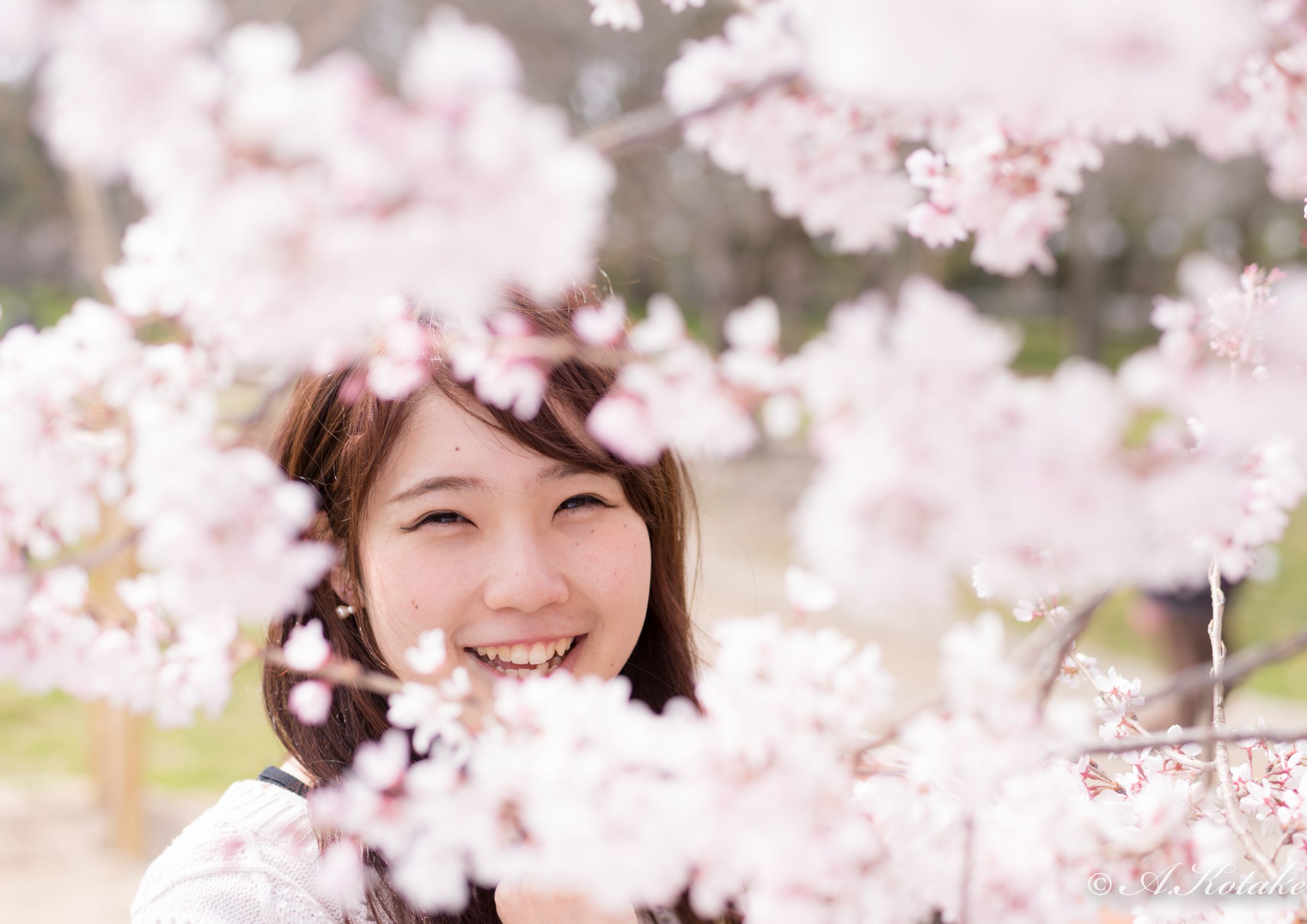 桜のフォトフレーム | GANREF