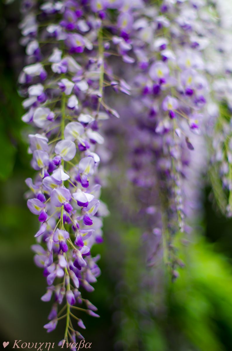 藤花アップ Jpg 植物 花 花びら Ganref