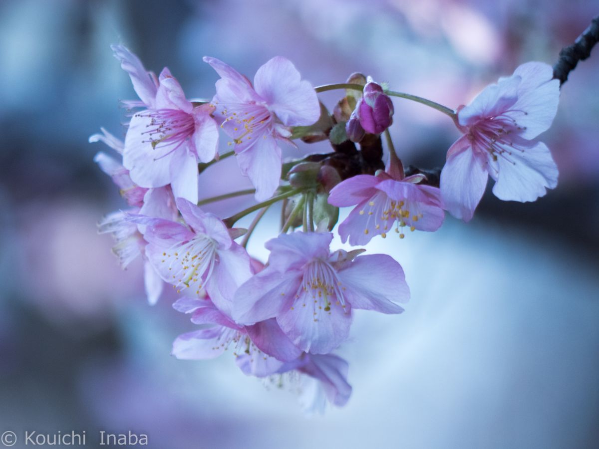 LUMIX G VARIO 45-200mm/F4.0-5.6/MEGA O.I.S.で撮影された写真 | 写真