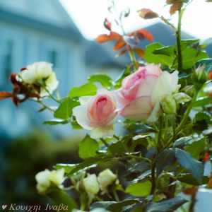 バラの絵 2018年制作 バラの絵 2018年制作