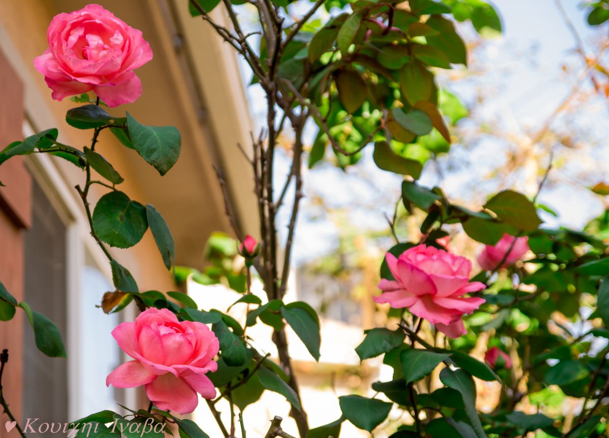 秋薔薇が咲き誇る家 植物 花 花びら Ganref