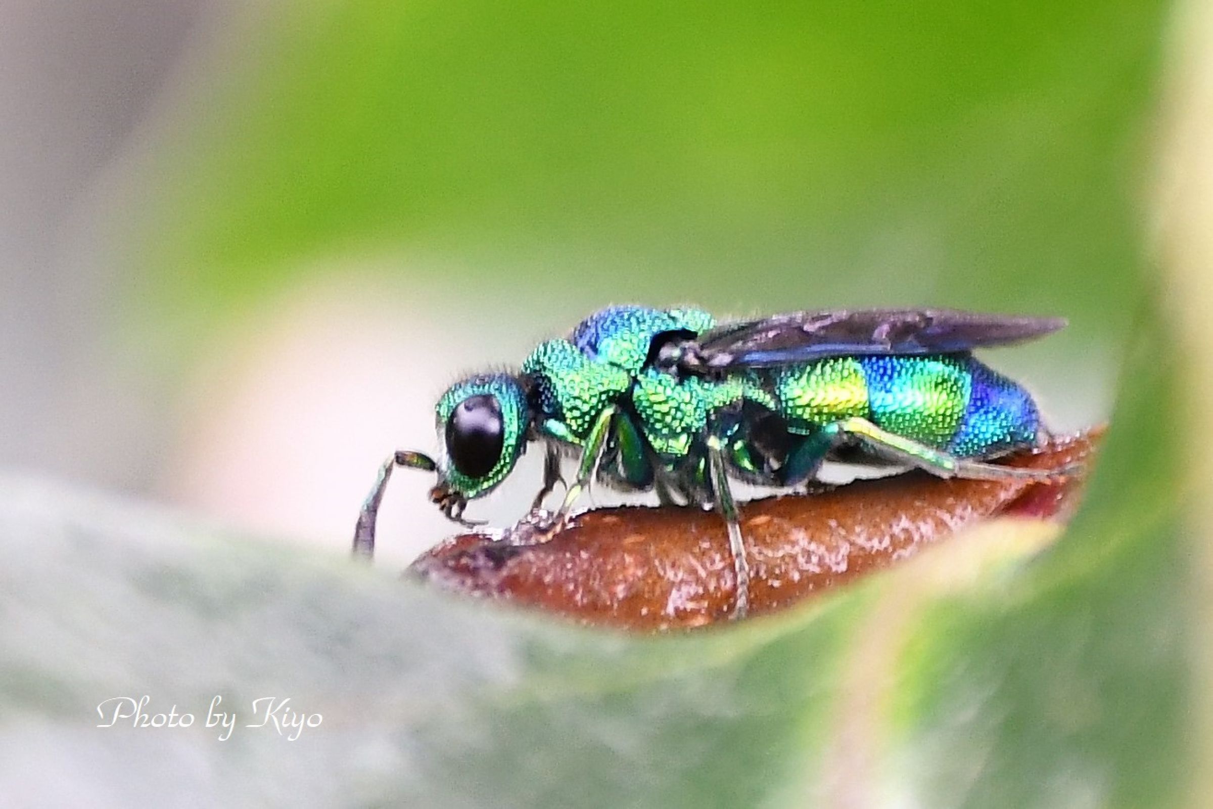 クロバネセイボウ 35ミリ 【公式通販】